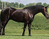 trail-friesian-horse