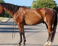 quarter-horse