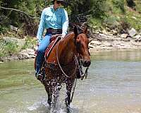 ranch-work-quarter-horse