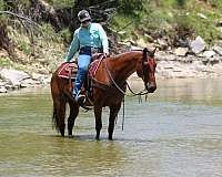 family-horse-quarter