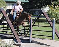 ranch-quarter-horse