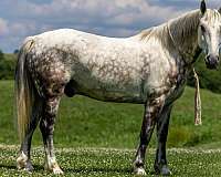 palomino-star-horse