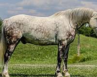 quarter-horse