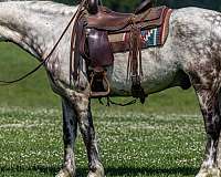 ranch-work-quarter-horse