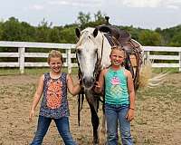 aqha-gelding-quarter-horse