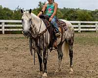 aqha-quarter-horse