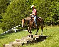 ranch-work-quarter-horse