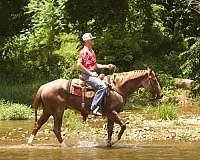 trail-quarter-horse