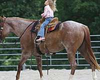 athletic-quarter-horse