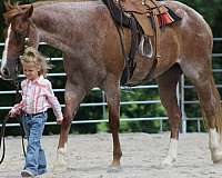 beginner-quarter-horse