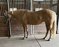 apha-paint-palomino-broodmare