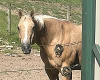 paint-horse-for-sale