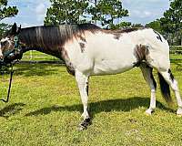 quarter-horse