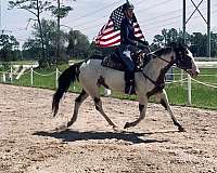 family-horse-quarter