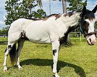 ranch-work-quarter-horse