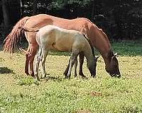 grulla-roan-filly