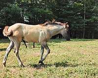 grulla-roan-quarter-horse-filly