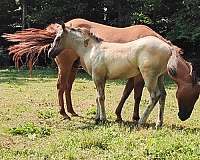 grulla-roan-quarter-horse-for-sale