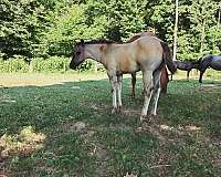 babies-quarter-horse