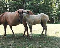 female-quarter-horse