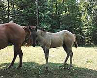 filly-quarter-horse