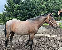 english-pleasure-quarter-horse