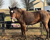 trail-riding-quarter-horse