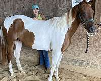 pinto-crossbred-pony-for-sale