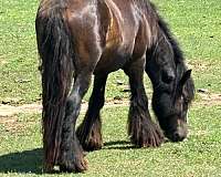 not-started-gypsy-vanner-horse