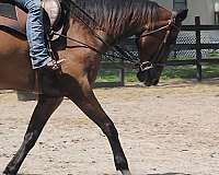 longe-line-quarter-horse