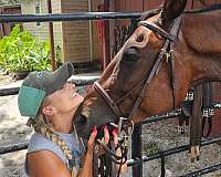 bay-quarter-horse-gelding