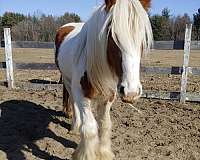 pack-trail-gypsy-vanner-horse