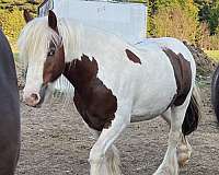 chestnut-white-gypsy-vanner-gelding