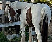 chestnut-white-pack-trail-horse