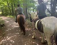 bridges-gypsy-vanner-horse