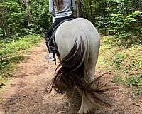 camping-gypsy-vanner-horse