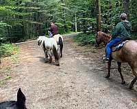 crosses-water-gypsy-vanner-horse