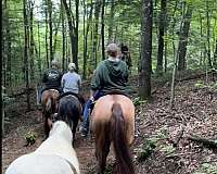 gelding-trail-gypsy-vanner-horse