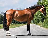 show-experie-warmblood-horse