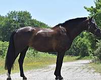 athletic-warmblood-horse