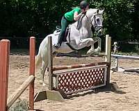 all-andalusian-pony