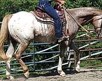 athletic-appaloosa-horse