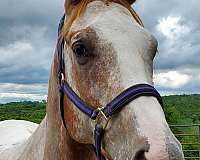 english-pleasure-appaloosa-horse