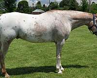 equitation-appaloosa-horse