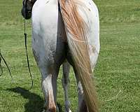 flashy-appaloosa-horse