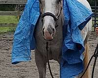 halter-appaloosa-horse