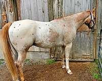 horsemanship-appaloosa-horse