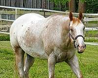 hunt-seat-equitation-appaloosa-horse