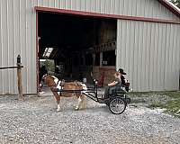 driving-pony-miniature