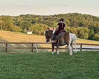 all-around-miniature-pony